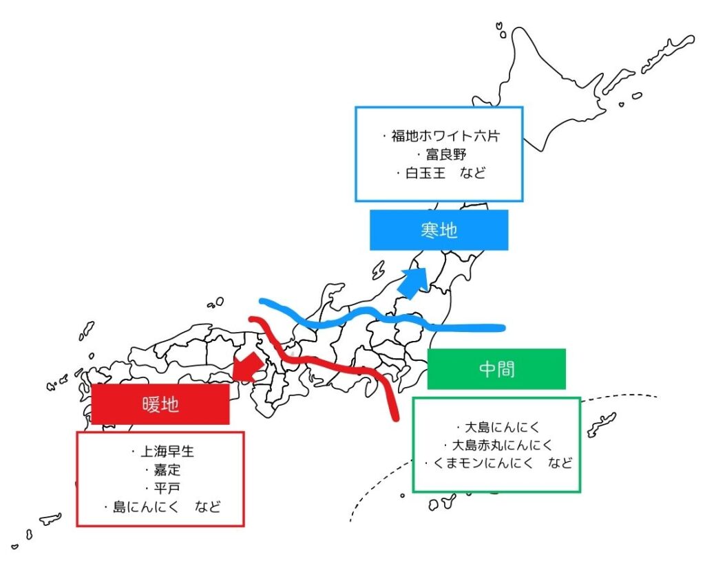 にんにくの栽培は家庭菜園でもできる？植え付けから収穫のポイントまで徹底解説